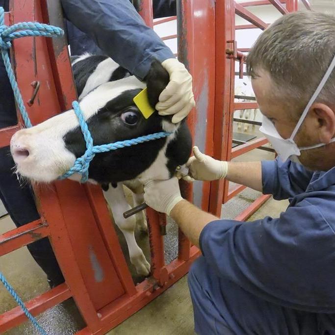 Two California dairy workers were infected with bird flu, latest human cases in US